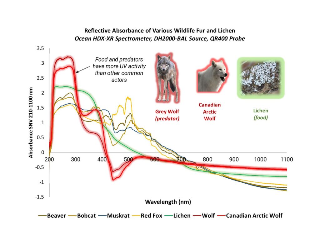 Both the lichen sample and fur samples of reindeer predators demonstrated strong UV response.